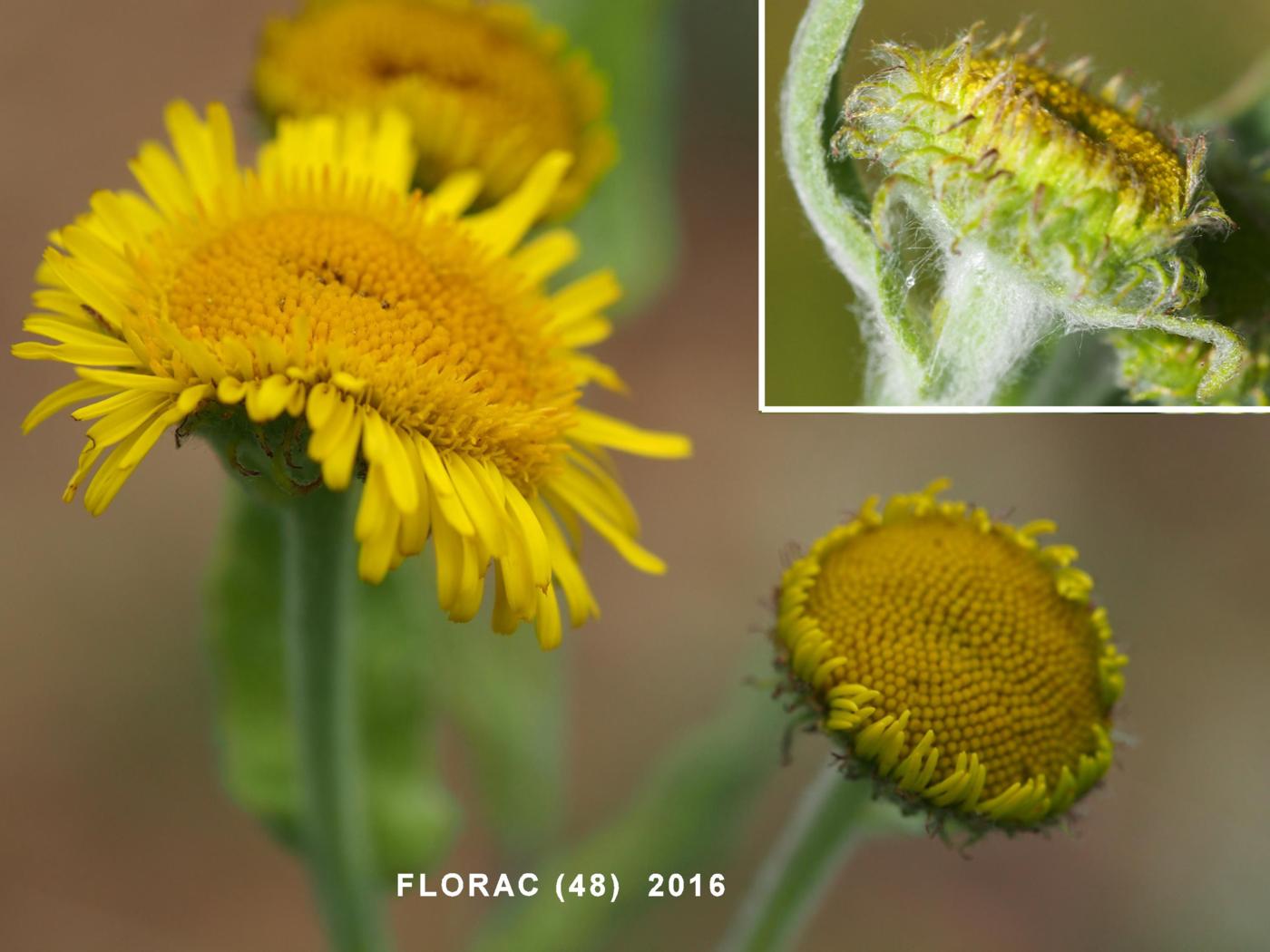 Fleabane flower